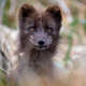 An Arctic fox at St. Paul Island, Pribilof Islands, part of Alaska Maritime National Wildlife Refuge.